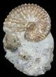 Hoploscaphites (Jeletzkytes) Ammonite Cluster- South Dakota #46865-1
